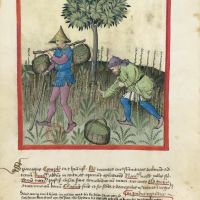 f. 23v, Asparagus