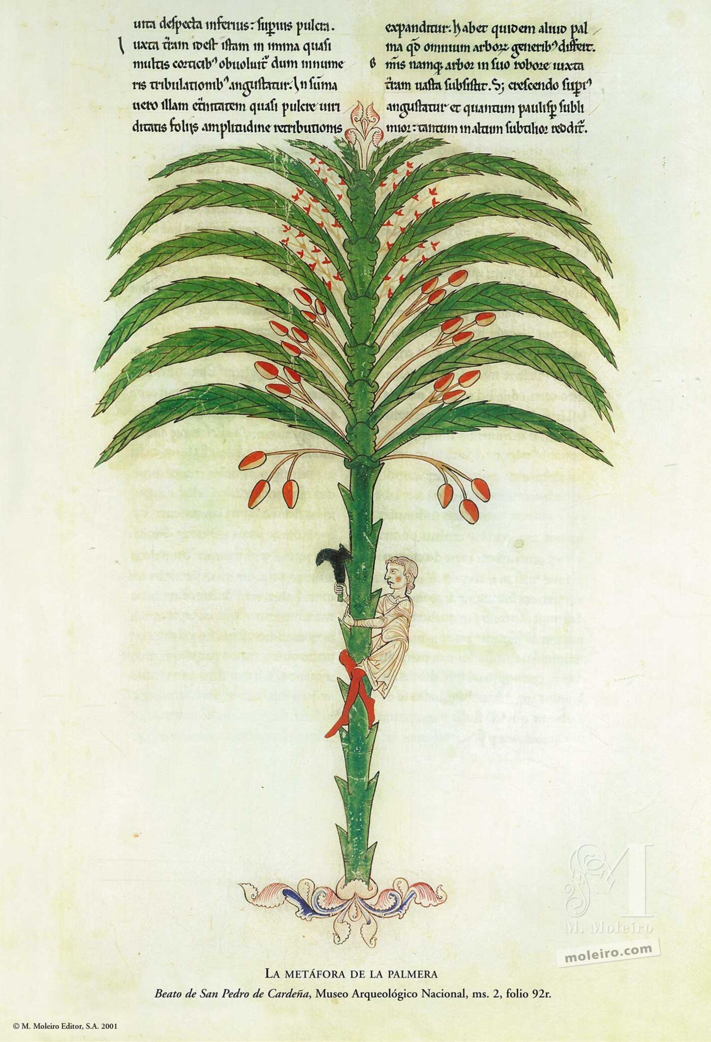 La metáfora de la palmera (folio 92), Beato de Liébana, códice de San Pedro de Cardeña