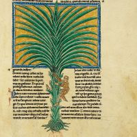 f. 89r, The palm tree of the just 