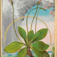 Piantaggine pelosa (Plantago media), c. 50r