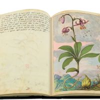 Azucena silvestre o martagón (Lilium martagon), ff. 80v-81r