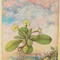 Primrose (Primula vulgaris), f. 128r