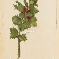 Houx (Ilex aquifolium), f. 182v
