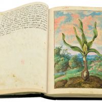 Colchico d'autunno (Colchicum autumnale), ff. 20v-21r