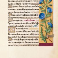 Chicory, f. 31r