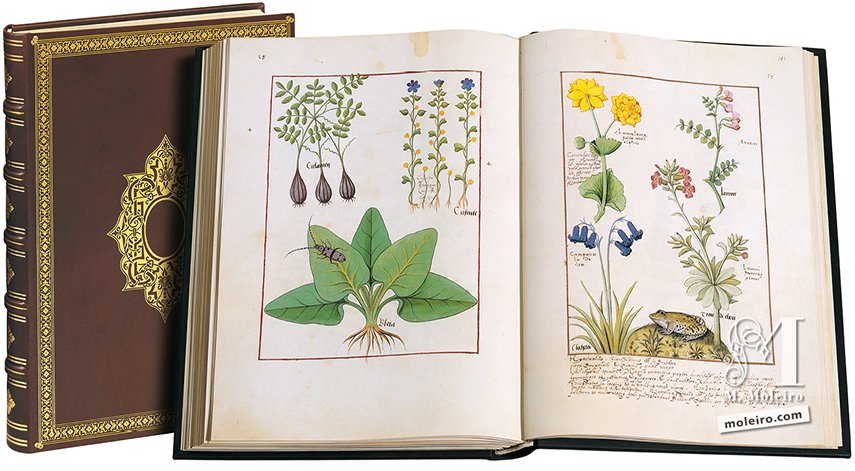 The Book of Simple Medicines