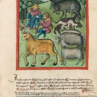 f. 69r, Castrated animals