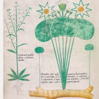 f. 64v: Field pepperweed; white waterlily