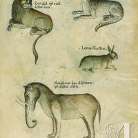 f. 50r, Leone; leopardo; lepre selvatica; elefante