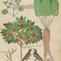 f. 34r: Coriander; Staghorns; Dogwood; Raven; Costus