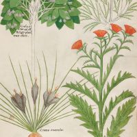 f. 35r: Poet's ivy; garden marjoram; amarantum; saffron crocus; garden crocus