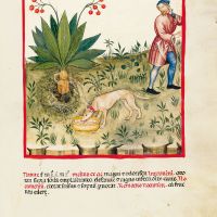 f. LXXIII, Mandrake fruit