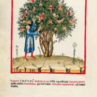 f. VIII, Saure Granatpfel