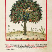 f. XVII, Cerezas ácidas