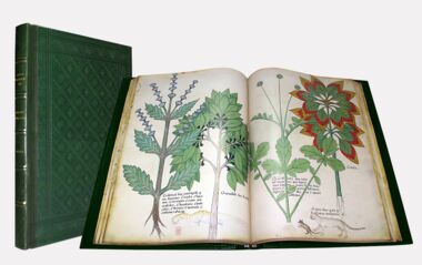 Tractatus de Herbis -  Sloane 4016 The British Library, Londra