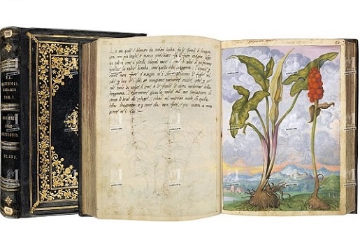 Dioscórides de Cibo y Mattioli 1564-1584