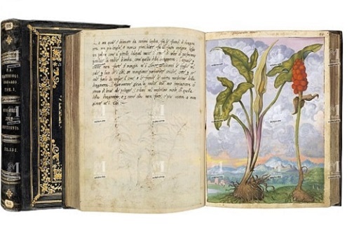 Dioscoride de Cibo et Mattioli 1564-1584