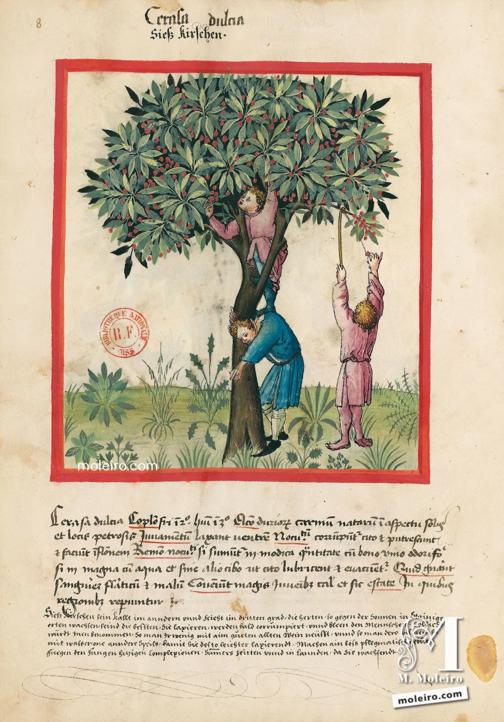 Tacuinum Sanitatis f. 8v, Cerises douces