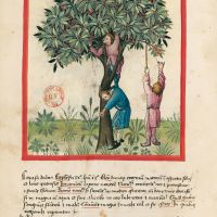 f. 8v, Sweet cherries