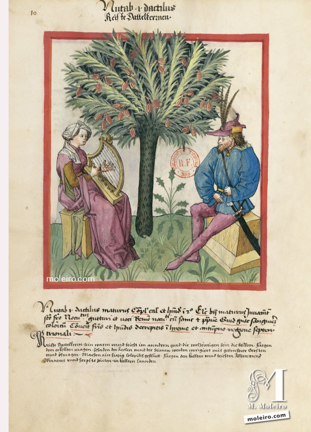 Tacuinum Sanitatis f. 10v, Reife Datteln