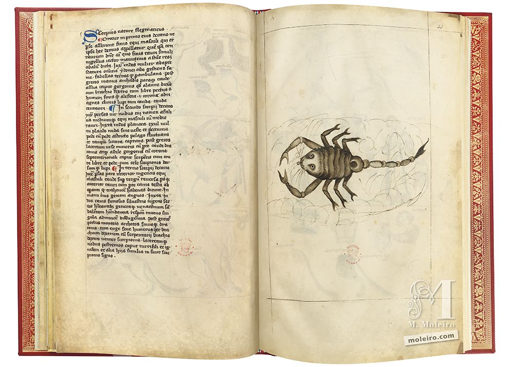 Imagen de Escorpio en el manuscrito medieval Tratado de Albumasar.