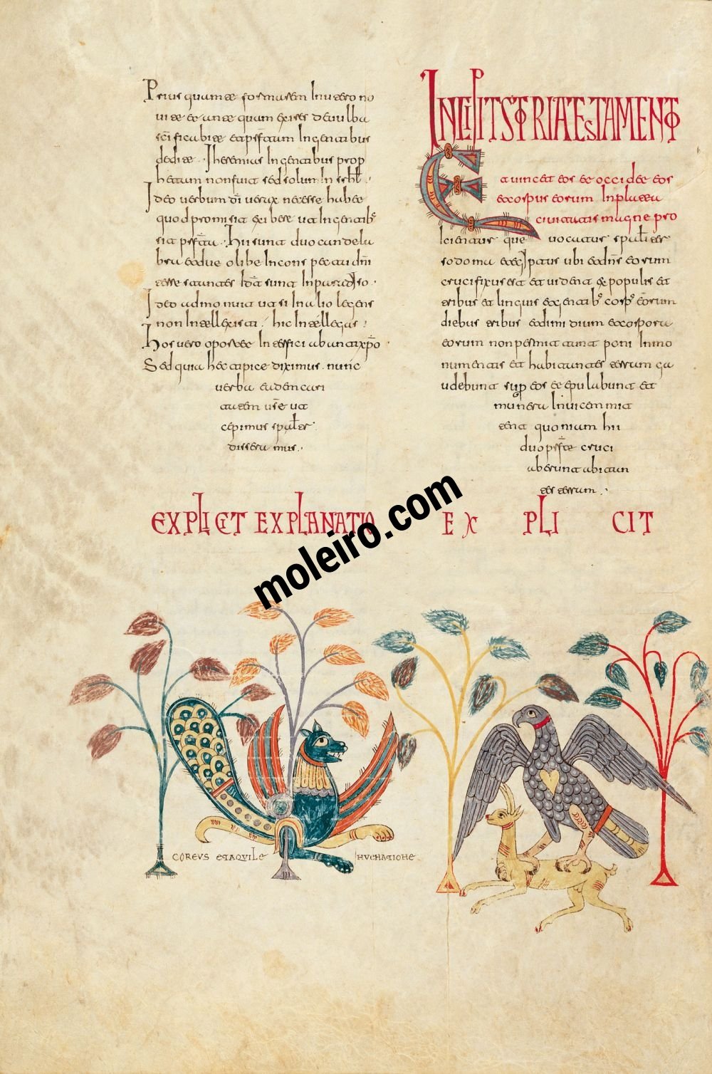 Béatus de Gérone f. 165v, Miniature décorative: Chœurs et l’aigle chassant la gazelle