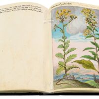 Senecione di San Giacomo Senecio jacobaea L. - Verga doro Solidago virgaurea L., ff.45v-46r