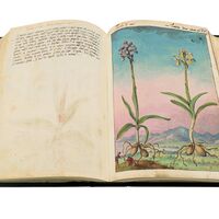 Orchis à corne courte (Orchis spitzelii) et Orchis de Provence (Orchis provincialis), ff. 63v-64r