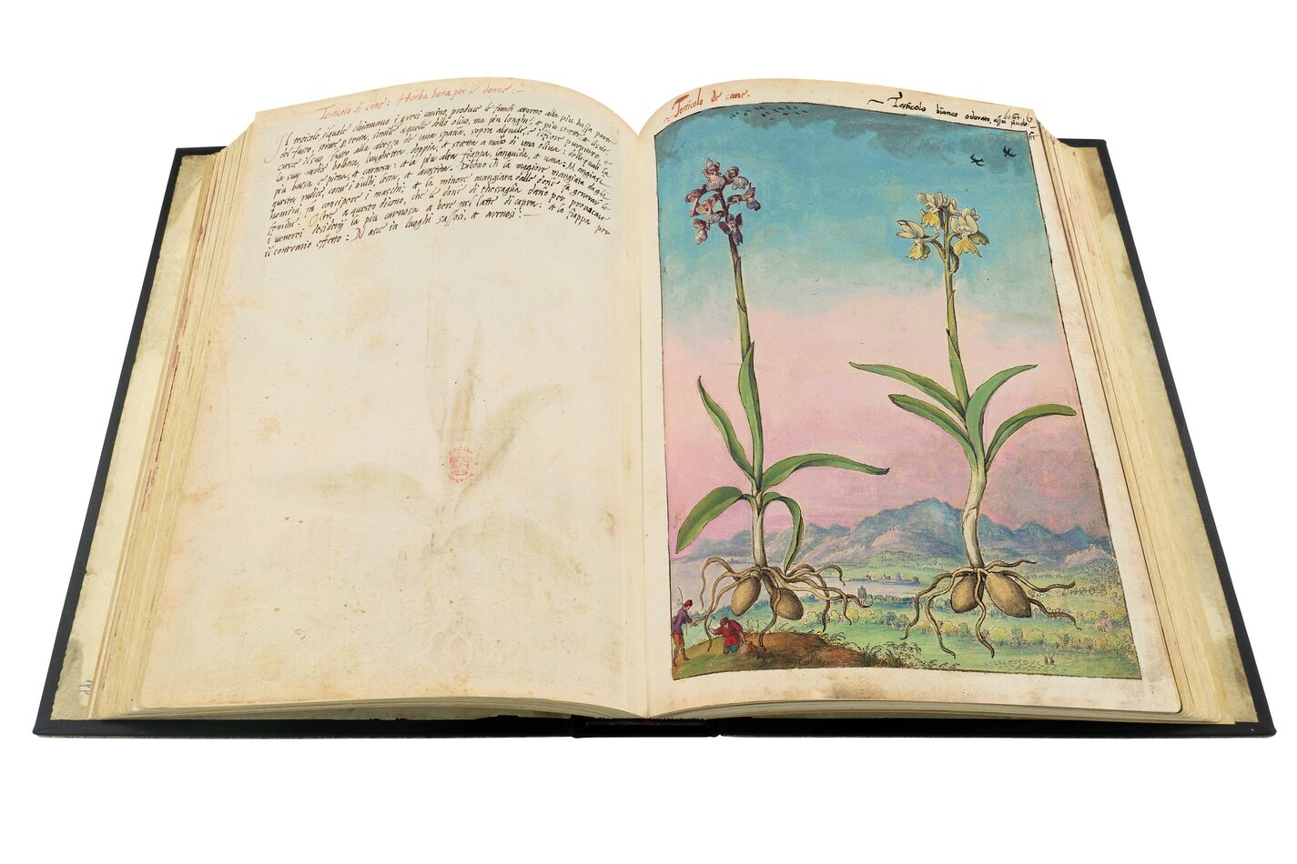 Orchids (Orchis spitzelii and Orchis provincialis), ff. 63v-64r