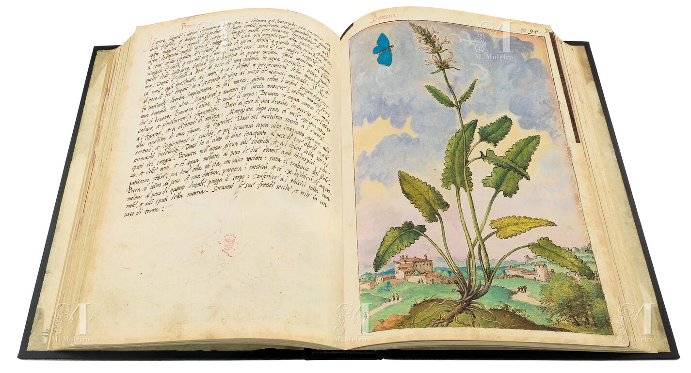 Mattioli’s Dioscorides illustrated by Cibo (Discorsi by Mattioli and Cibo) Betony (Stachys officinalis), ff. 92v-93r