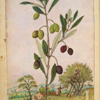 Olive tree (Olea europaea), f. 181v