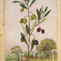 Olivo (Olea europaea), c. 181v