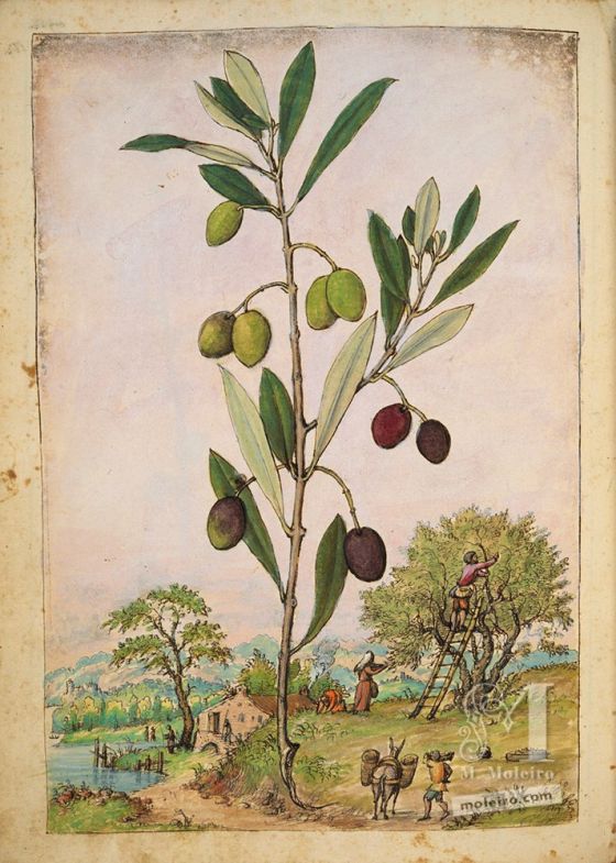 Olive tree (Olea europaea), f. 181v in Mattioli`s Dioscorides illustrated by Cibo, Add. Ms. 22332, c. 1564-1584.