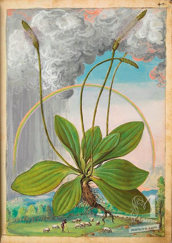 Broadleaf plantain (Plantago maior), f. 50r in Mattioli`s Dioscorides illustrated by Cibo, Add. Ms. 22332, c. 1564-1584.