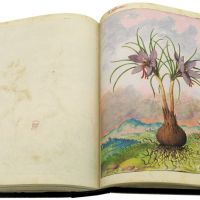 Açafrão (Crocus sativus), ff. 159v-160r