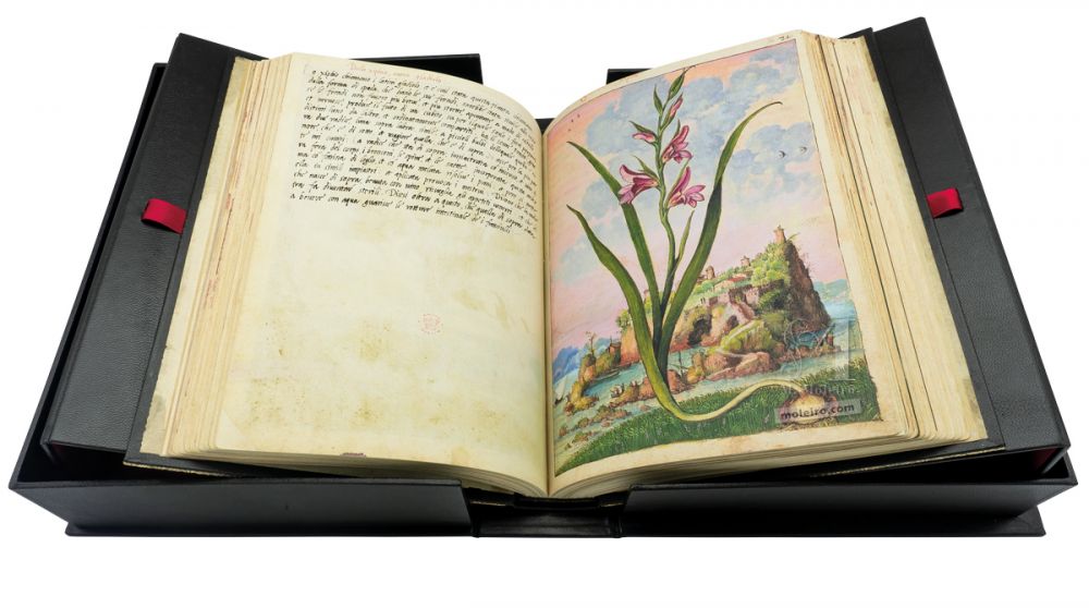 Field gladiolus (Gladiolus Italicus), f. 72r in Mattioli`s Dioscorides illustrated by Cibo, Add. Ms. 22332, c. 1564-1584.