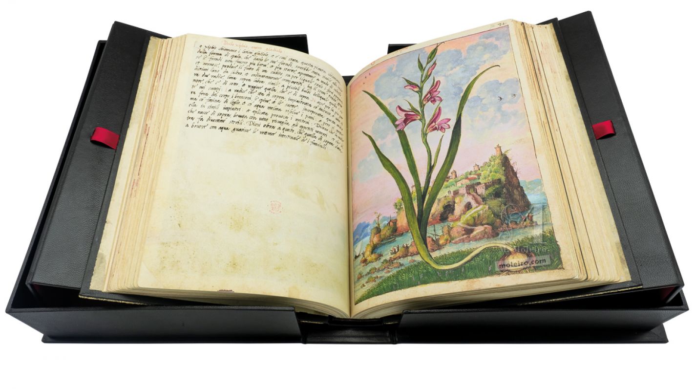Espadilla (Gladiolus italicus), ff. 71v-72r