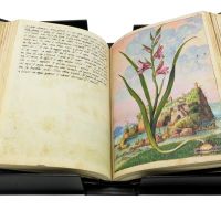 Gladiolo dei campi (Gladiolus italicus), c. 72r