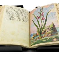 Glaïeul des moissons (Gladiolus Italicus), f. 72r