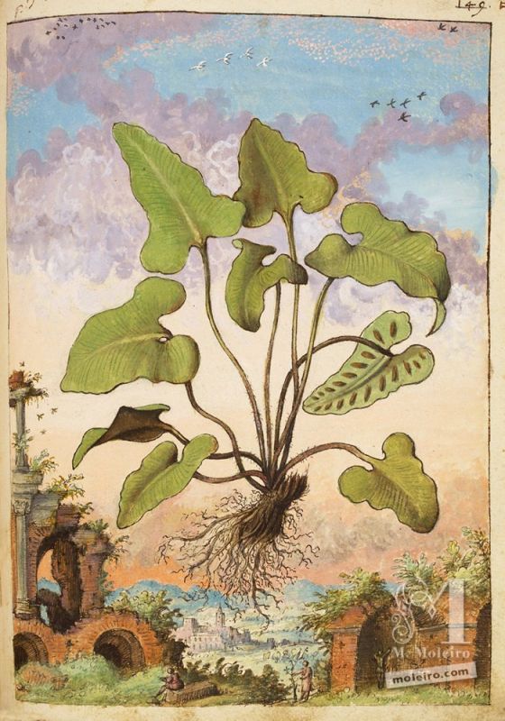 Asplenium (Phyllitis hemionitis) dans l`herbier Dioscoride de Cibo et Mattioli, The British Library, Add. Ms. 22332