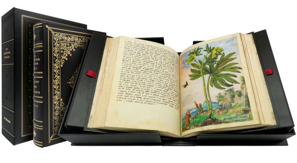 Helleboris viridis or Elleboro nero (Green hellibore) in Mattioli`s Dioscorides illustrated by Cibo, Add. Ms. 22332.