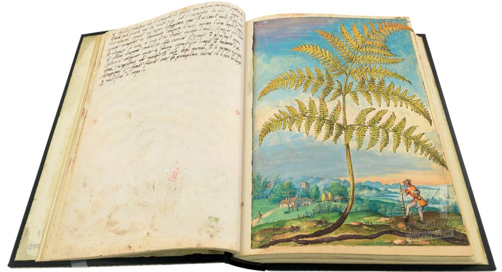 Mattioli’s Dioscorides illustrated by Cibo (Discorsi by Mattioli and Cibo) Bracken (Pteridium aquilinum), ff. 19v-20r