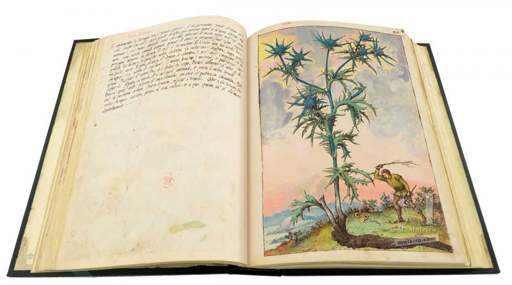 Mattioli’s Dioscorides illustrated by Cibo (Discorsi by Mattioli and Cibo) Field eryngo (Eryngium campestre), ff. 46v-47r