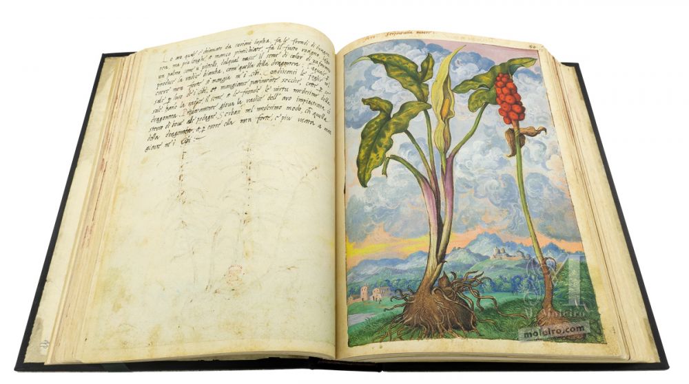 Mattioli’s Dioscorides illustrated by Cibo (Discorsi by Mattioli and Cibo) Italian lords-and-ladies (Arum italicum) ff, 52v-53r