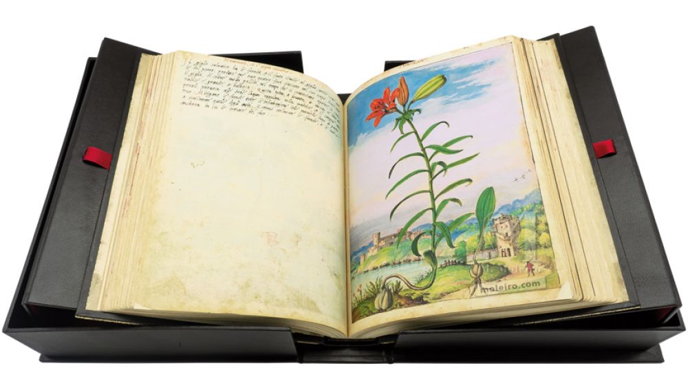 Mattioli’s Dioscorides illustrated by Cibo (Discorsi by Mattioli and Cibo) Tiger Lily (Lilium bulbiferum) ff. 79v-80r