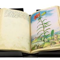 Lis sauvage (Hemerocallis), ff. 79v-80