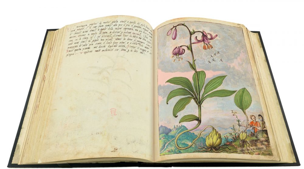 Dioscórides de Cibo y Mattioli Azucena silvestre o martagón (Lilium martagon), ff. 80v-81r