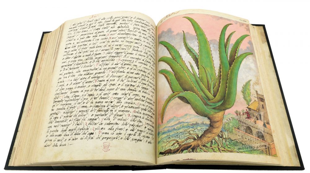 Mattioli’s Dioscorides illustrated by Cibo (Discorsi by Mattioli and Cibo) Aloe (Aloe vera), ff. 143v-144r