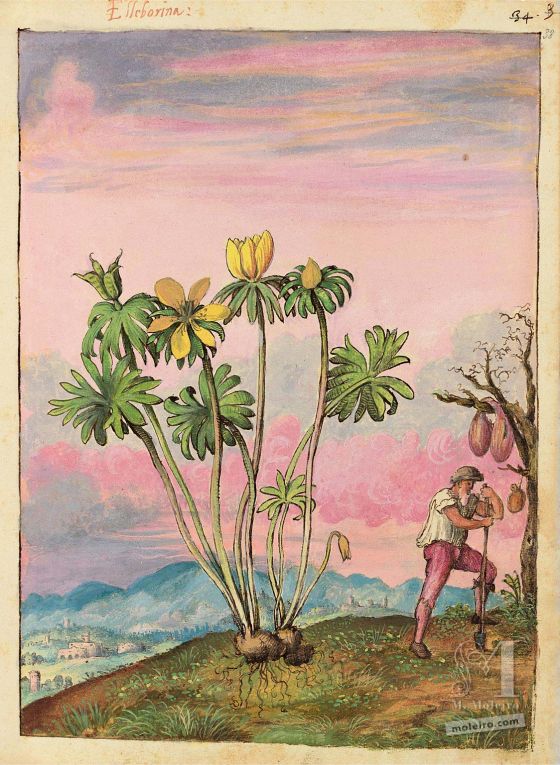 Mattioli’s Dioscorides illustrated by Cibo (Discorsi by Mattioli and Cibo) Winter Aconite (Eranthis hyemalis), f. 38r