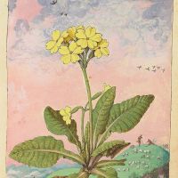 Primula odorosa (Primula veris), c. 129r